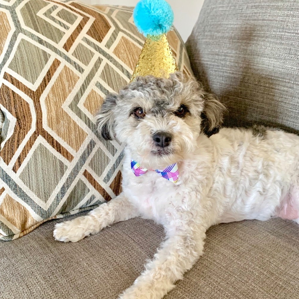 Meet your Posher, Diana